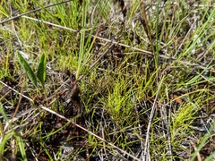 Eleocharis nitida