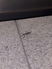 Statilia maculata maculata