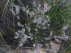 Muraltia juniperifolia