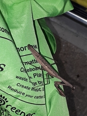 Statilia maculata maculata