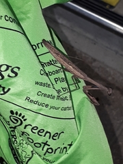 Statilia maculata maculata