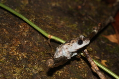 Theloderma vietnamense