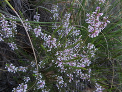Muraltia juniperifolia
