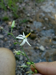 Echeandia macvaughii