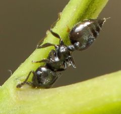 Crematogaster liengmei