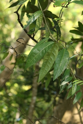 Image of Capparis Acutifolia (Capparis acutifolia) by no rights reserved