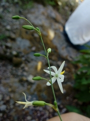 Echeandia macvaughii
