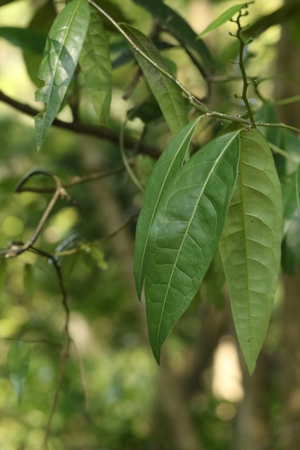 Image of Capparis Acutifolia (Capparis acutifolia) by no rights reserved