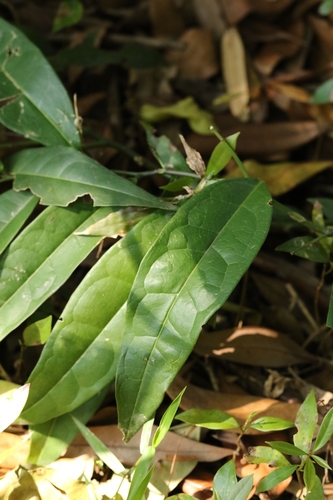 Image of Capparis Acutifolia (Capparis acutifolia) by no rights reserved