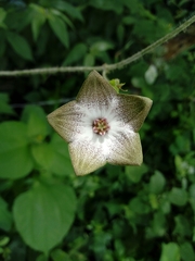 Polystemma guatemalense