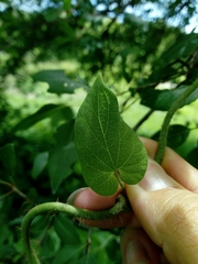 Polystemma guatemalense