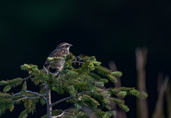 Oriturus superciliosus