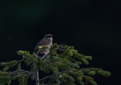 Oriturus superciliosus