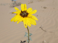 Helianthus niveus tephrodes