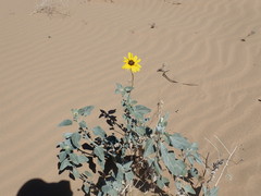 Helianthus niveus tephrodes