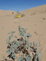 Helianthus niveus tephrodes