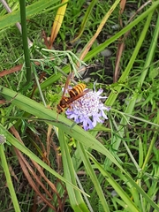 Vespa simillima xanthoptera