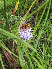 Vespa simillima xanthoptera