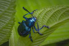 Platycorynus peregrinus