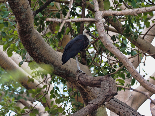African Woolly-necked Stork