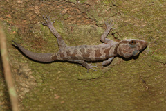 Cyrtodactylus cattienensis