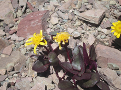 Senecio soldanella