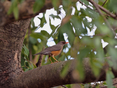 Turdus abyssinicus