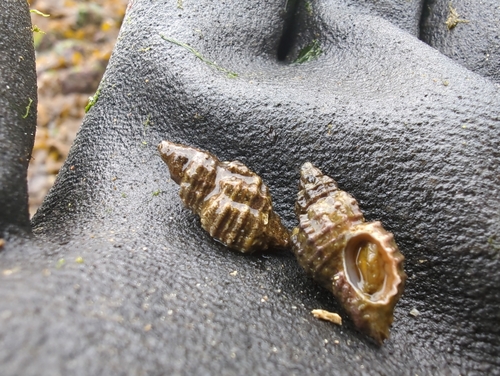 Sculptured Rocksnail