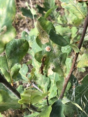 Neuroterus quercusbaccarum