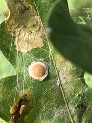 Neuroterus quercusbaccarum