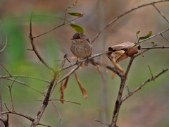 Muscicapa adusta