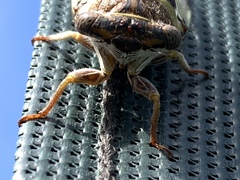 Diceroprocta viridifascia