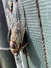 Diceroprocta viridifascia