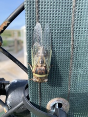 Diceroprocta viridifascia