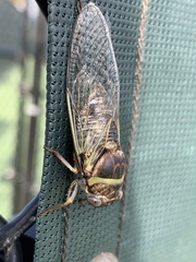 Diceroprocta viridifascia