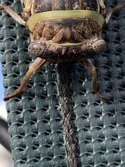 Diceroprocta viridifascia