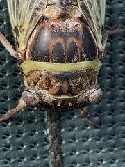 Diceroprocta viridifascia