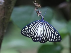 Cyclosia papilionaris
