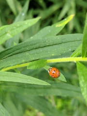 Harmonia axyridis