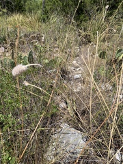 Dalea cylindriceps