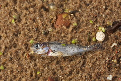 Gymnocephalus cernua