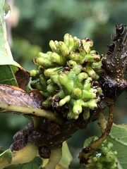 Andricus grossulariae