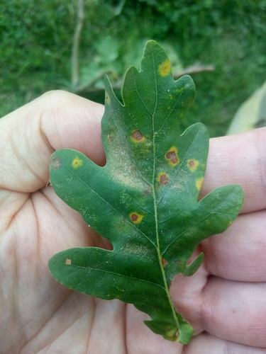Arnoldiola libera