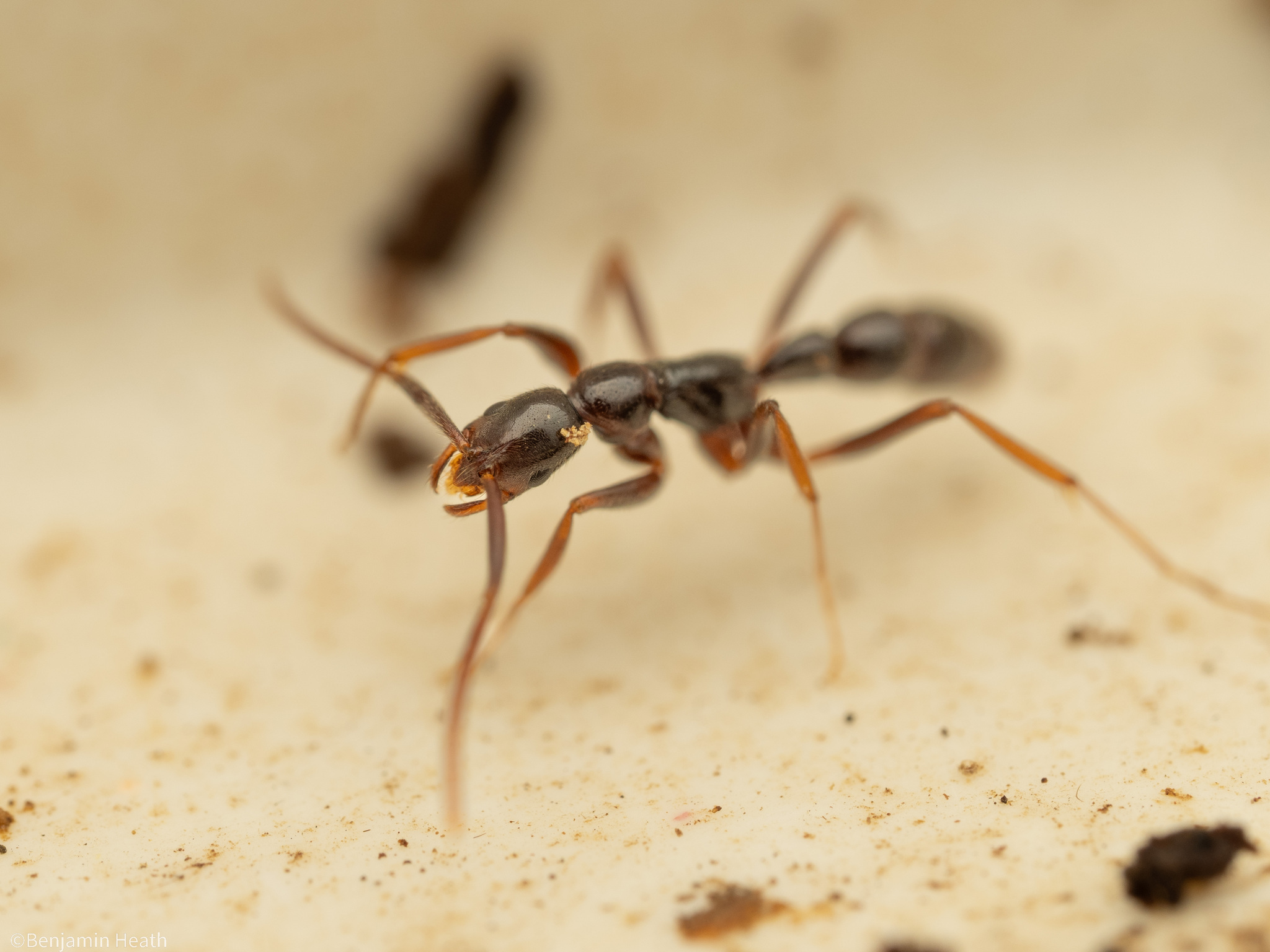 Leptogenys grohli