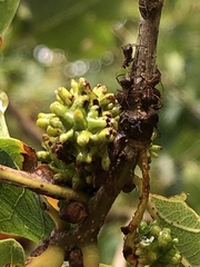 Andricus grossulariae