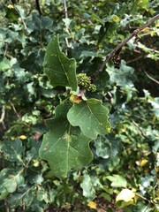 Andricus grossulariae