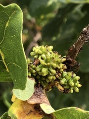 Andricus grossulariae