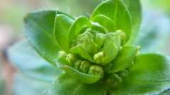 Cruciata