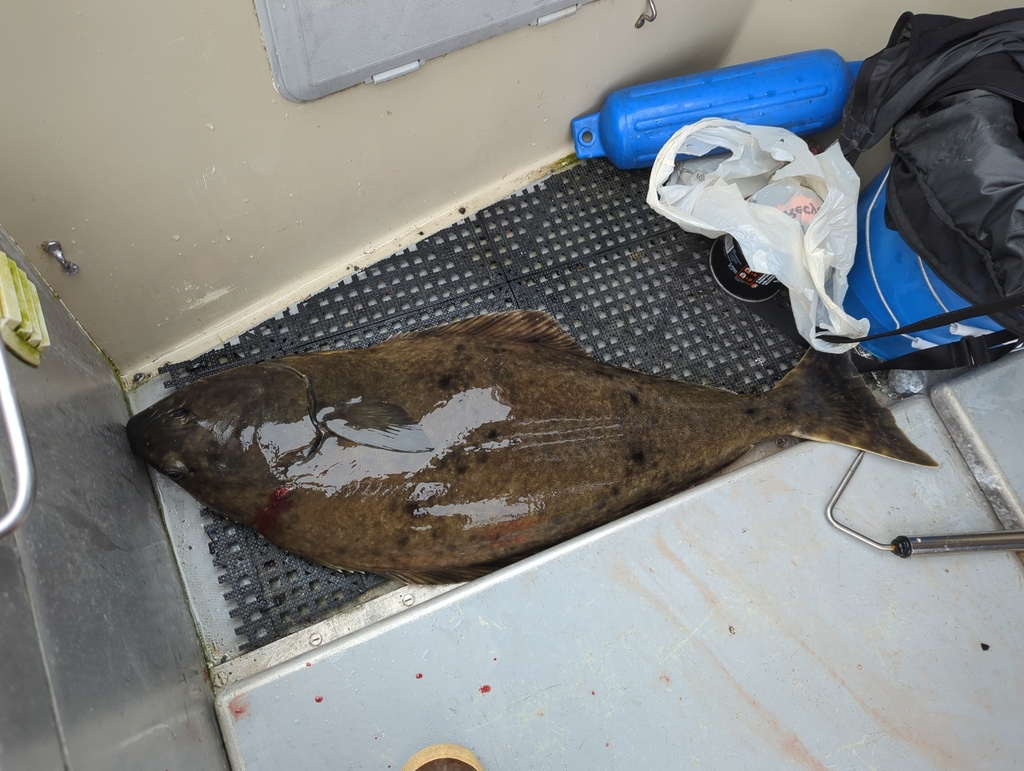 Pacific Halibut