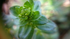 Cruciata